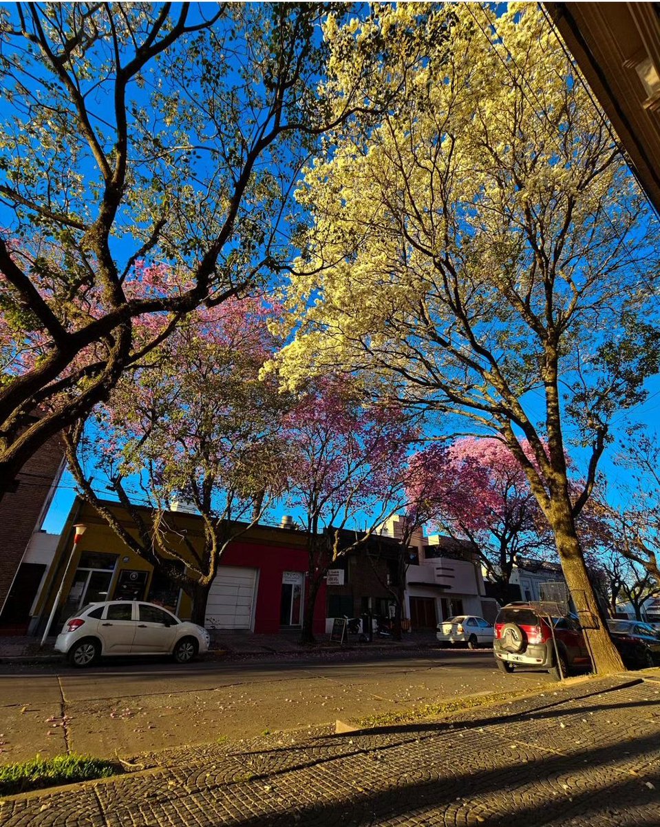 Nuestro Lapacho Albino ♥️

Se trata de un fenómeno único en el que al lapacho rosado le falta pigmentación y parece blanco. 

Gracias al Ing. Matías Speranza, del Vivero Municipal, por enseñarnos la importancia de nuestra flora nativa: cuidar los árboles es saber mirar al futuro.
