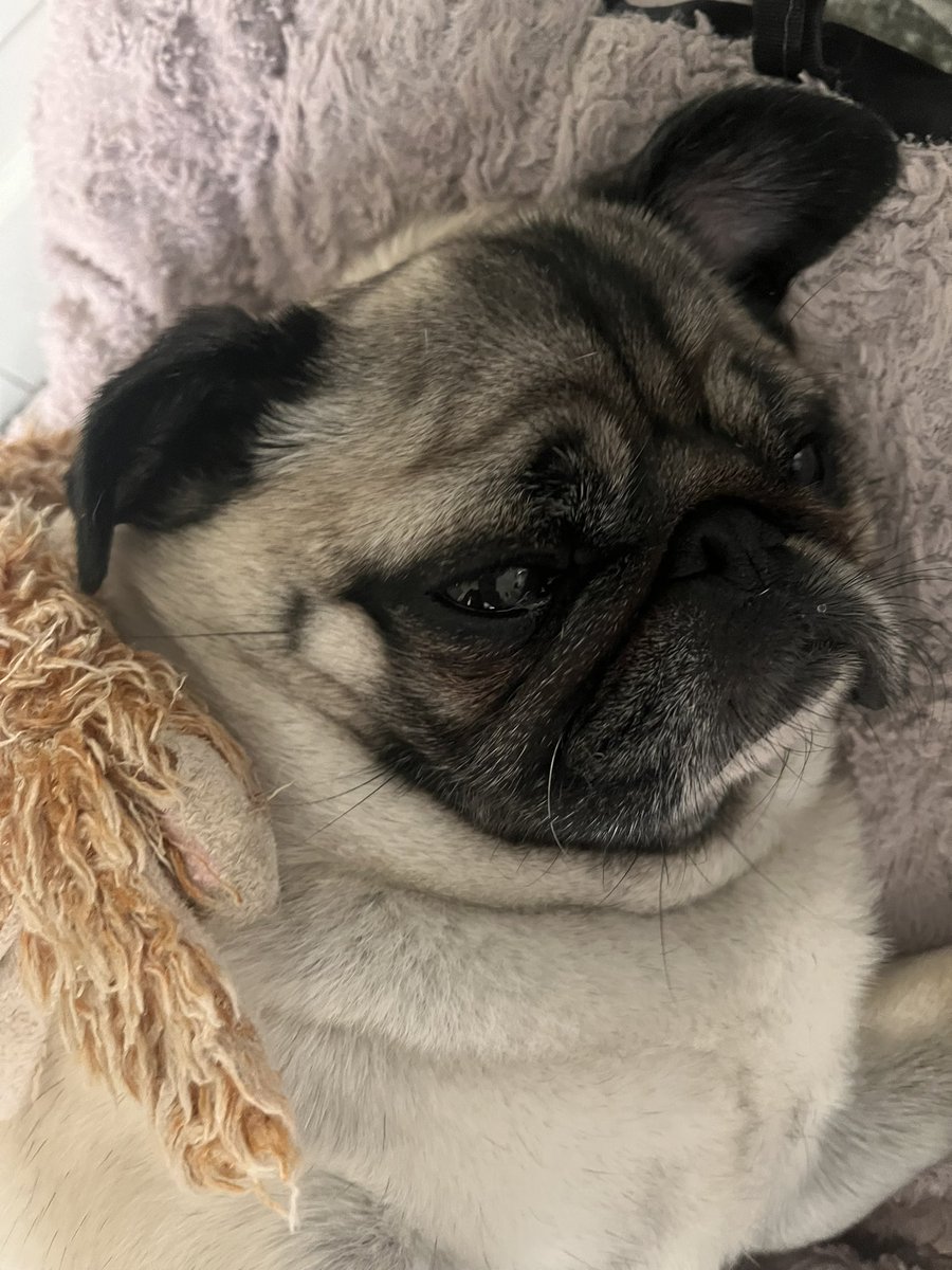 AlexLaimant's tweet photo. @Mynthos 🦴🐾 https://t.co/aQg6qSUJ3f