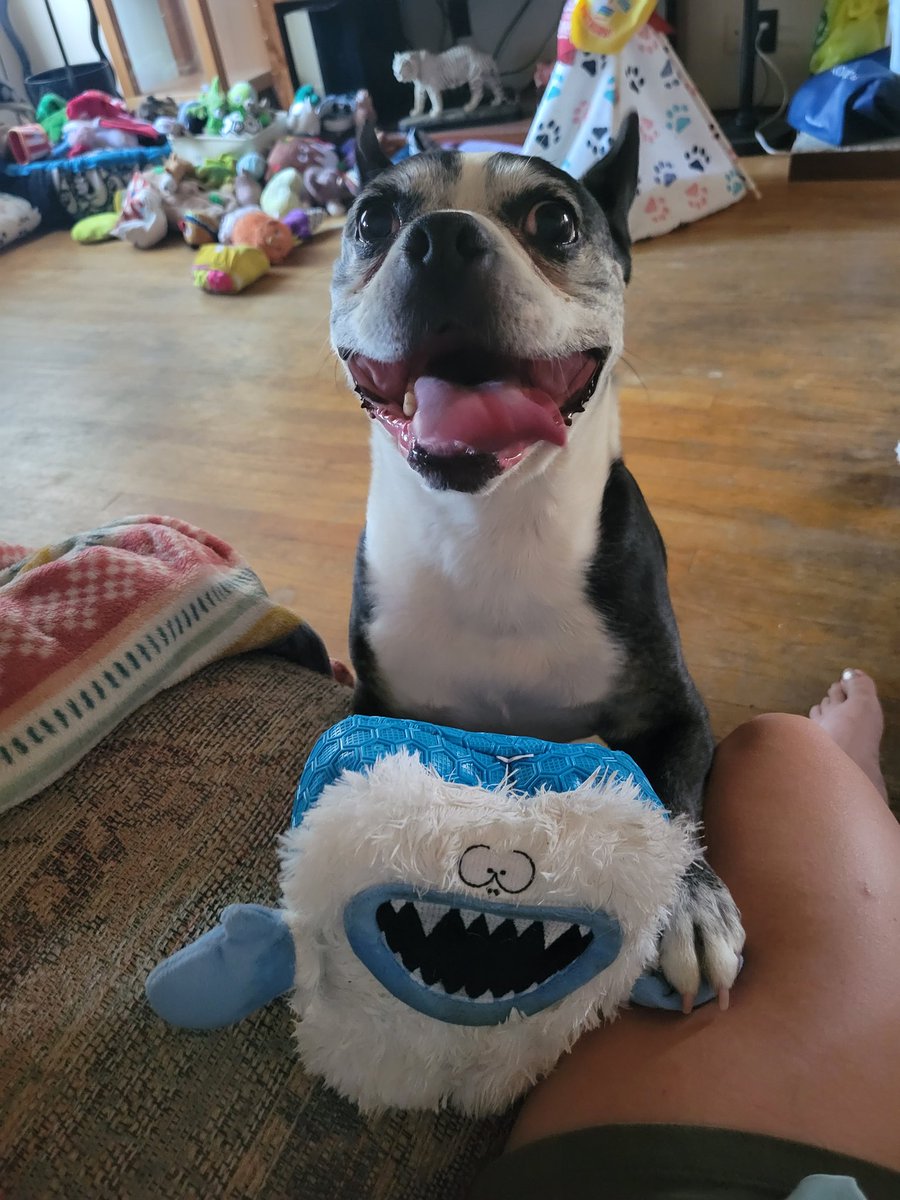 BWAHAHAHA
Momma boughts dis to send to one of my pals buts as soon as hers tooks it out of da box I decided it mine 🤭 yous should has ordered two Momma 😆🤣😆🤣🤪