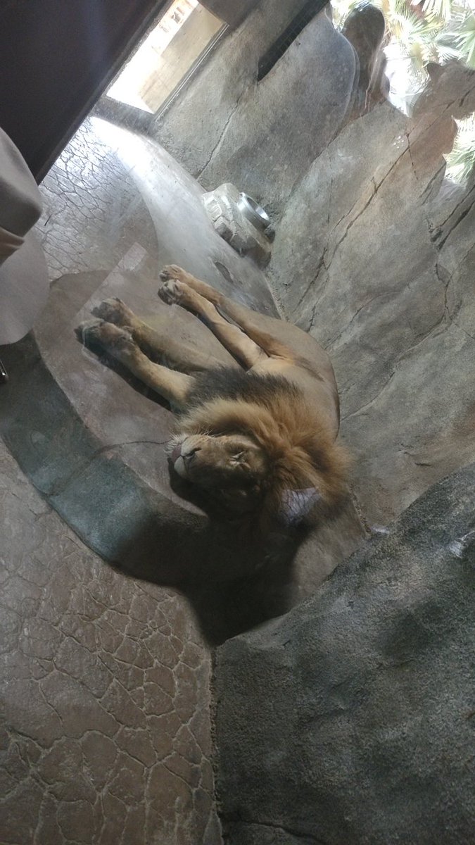 Pl4y3r_001's tweet photo. Big kitty ❤️❤️😺 https://t.co/mBmIPx6RCR