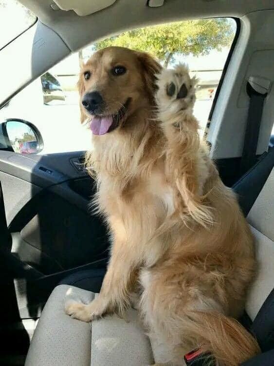 Dog Lovers tweet media