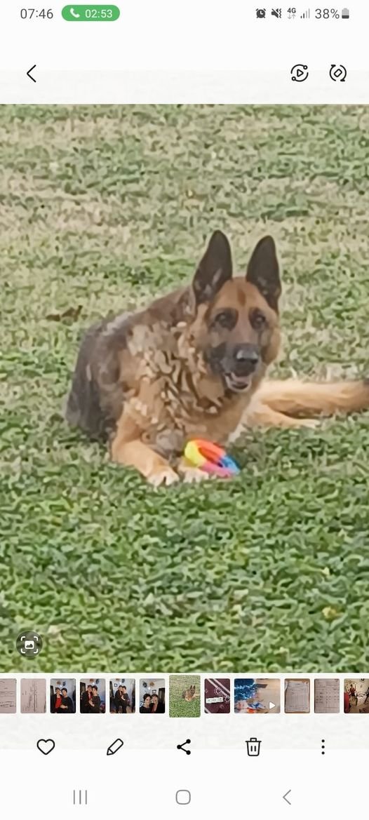 DelavegaPepita's tweet photo. INKI
♀️ berger allemand de 10 ans à disparue
Le 27/08/23 à #Pierrelatte #dpt26
entre le quarter du pin et le quartier Espitalet chemin de la Galiberte ,
Contact : 06 77 46 75 19.. merci à tous. https://t.co/zIYZzOOenE