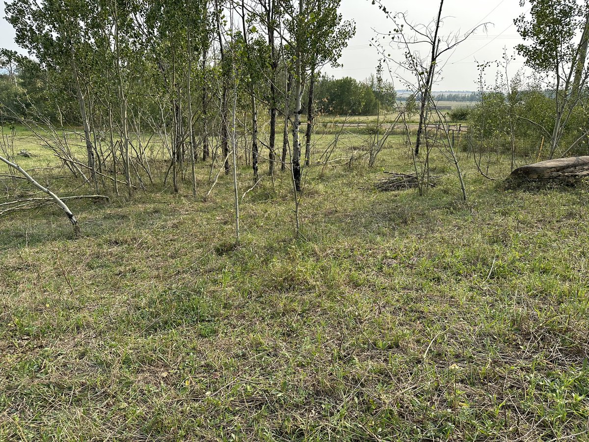 StonedRancher's tweet photo. Working on the future bull pen while listening to DooDay with @DrDoo_ @TheDooNFT 

Got rid of willows and rose bushes, now to cut down the dead trees and add 1 fence line to seal it in! 

https://t.co/ft0CQoowEy

#CroFam #PolyGang #PolyDoo #CroDoo #Cryptocom #RanchLife #Cattle https://t.co/rY0fLpFWO5