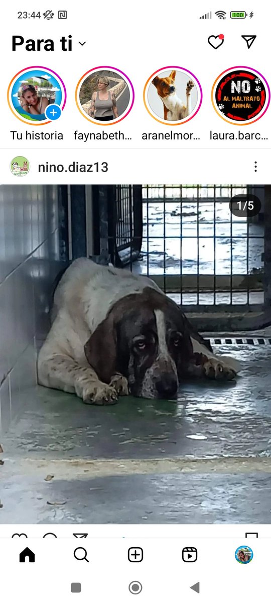 Os acordáis de Batman de la perrera de Jerez??
Estaba malito y fue acogido para operarse y gracias a la gran difusión ha ido a una buena familia en Bélgica
Nunca te olvidaré pequeño Batman ❤️
ADOPTADOOOO‼️
ADOPTADOOOO‼️
❤️❤️❤️❤️❤️❤️❤️❤️❤️❤️❤️❤️❤️❤️❤️❤️❤️❤️❤️❤️❤️❤️❤️❤️❤️❤️❤️❤️❤️❤️