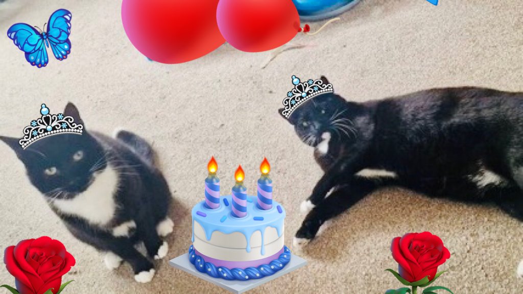 #HappyBirthday Tammy &amp; Tommie! BestWishes on your 3rd #CatsOfTwitter Birthday 🎁😸🎁😺~ little princesses