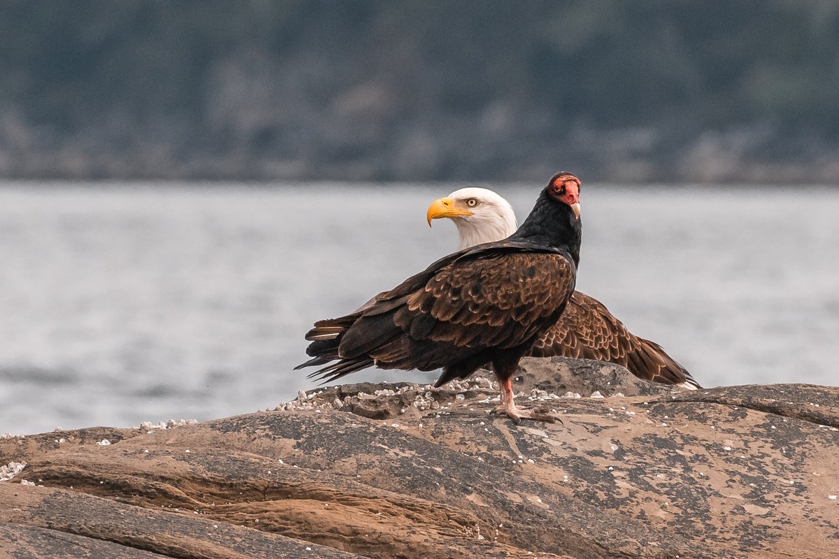 Although off-putting in appearance, Vultures are important to our ecosystem! Eating carrion helps prevent spreading disease 😷

That's why we are celebrating these amazing birds on #internationalvultureawarenessday!