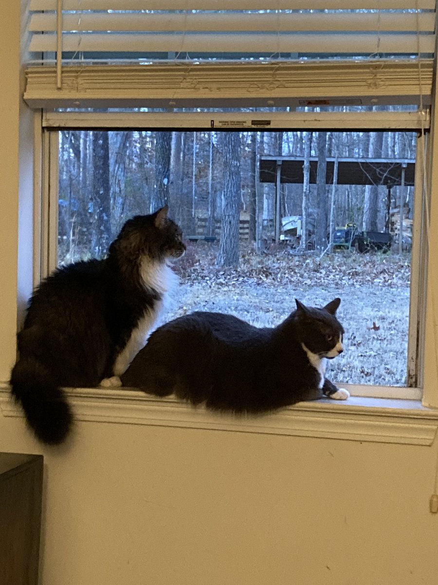 entropygoddess's tweet photo. My elderly gentlemen 💜😺 https://t.co/bwXVmlykl3