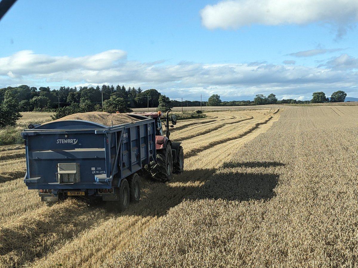 vaderbogger's tweet photo. A stunning day, #Oats harvested at Dornoch by #CampbellAgri as #Betsie won't travel over seas😎 They look to have done well. Wheat finished tonight at 16% last field a disappointment and well weathered. On to #peas and #beans tomorrow...  💪 https://t.co/cLTnKfbyAn