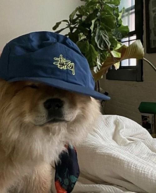 🐾 | 1k! tweet media