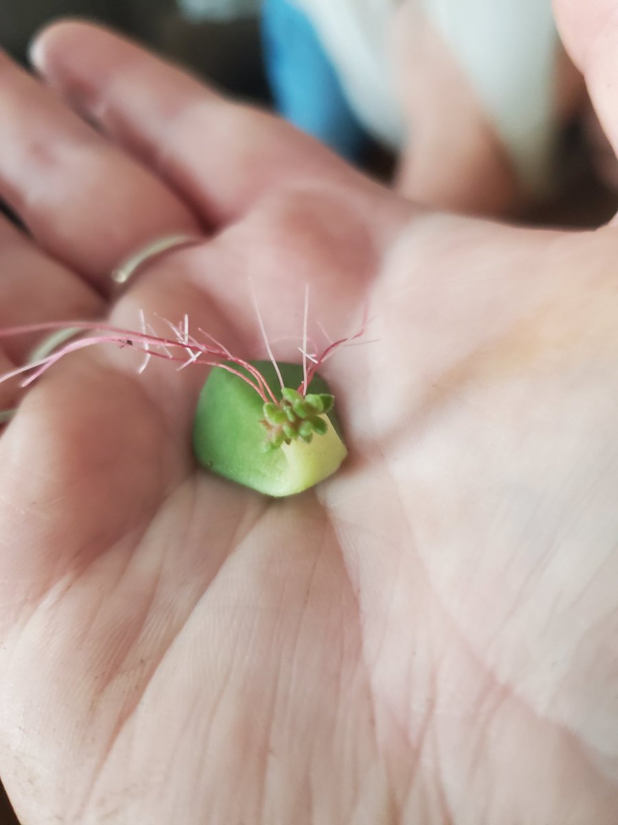 ThisMiss's tweet image. Just found this little beauty behind the pot. Amazing how this little leaf started new life! #succulents #plants #homegrown
