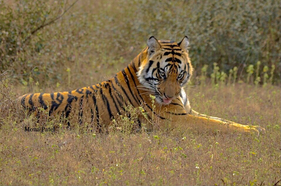 The tiger will see you many times before you see him once. 🐅🥰  

#DekhoApnaDesh #IncredibleIndia #BBCWildlifePOTD #ThePhotoHour #Bandhavghar 🐅🌳#natgeoindia