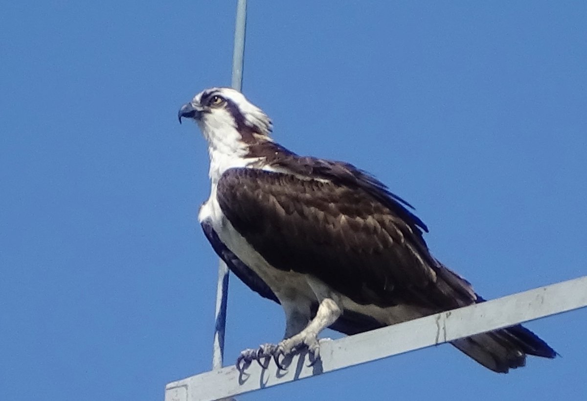 Osprey hanging out at the Columbia football stadium on and off all day. #osprey #birdsofprey #birdsofnyc #birdcpp