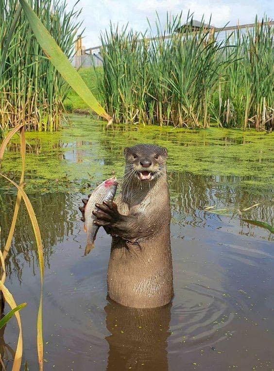 RincnCuriosoo's tweet photo. Expresión de nutria al ser fotografiada😄 https://t.co/uOlBQmrmdy