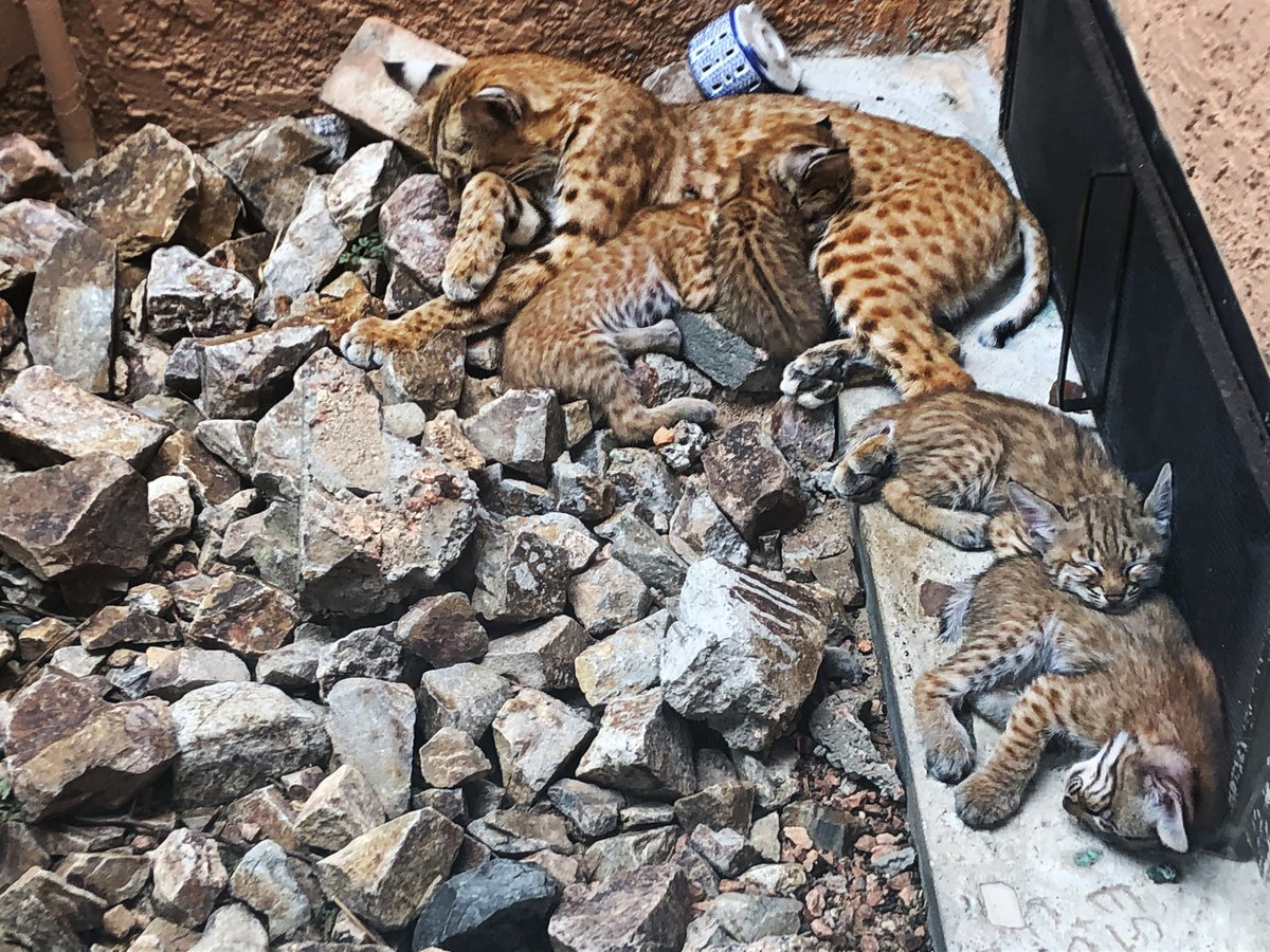 kgun9's tweet photo. Shhhhhhh! This momma bobcat and her kittens are sleeping. How many else of you are catching up on rest this Labor Day weekend?

But if you're looking to get out and about, we've got all kinds of activities  https://t.co/ewxlAq9ZGy

Photo courtesy of Eric Schaffer https://t.co/jU2PSgZy4v