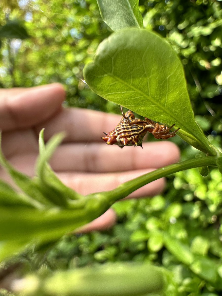 pdfre's tweet photo. @Arachno_Cosas qué tal, podrías ayudarme con esta especie? Saludos. https://t.co/bOkmLirCja