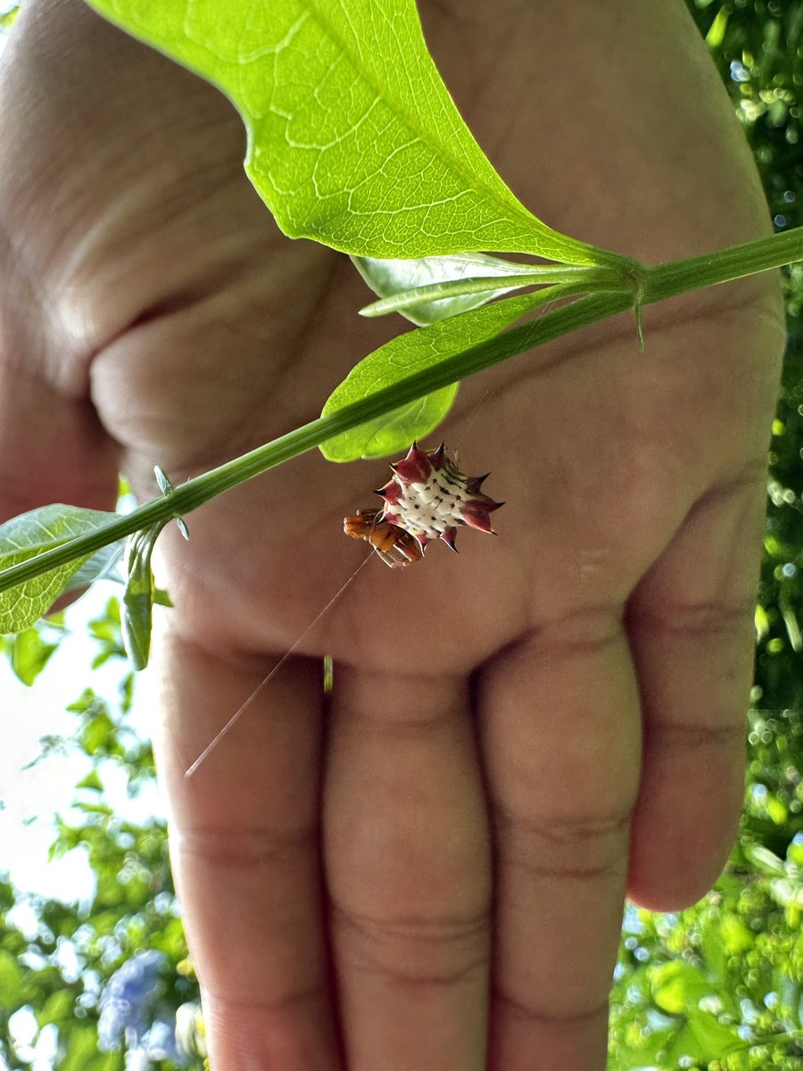 pdfre's tweet photo. @Arachno_Cosas qué tal, podrías ayudarme con esta especie? Saludos. https://t.co/bOkmLirCja