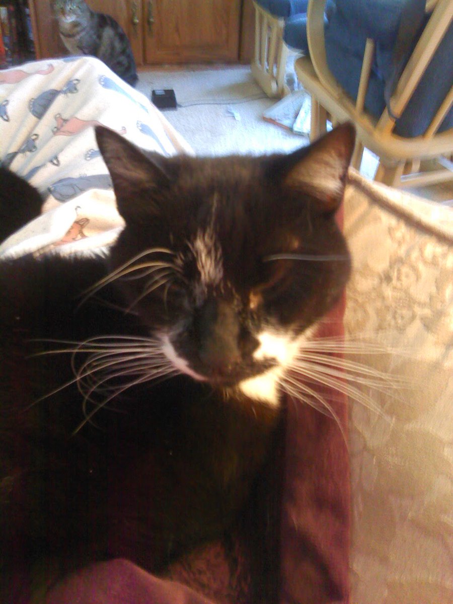 <a href="/TommieTammy1/">Tommie & Tammy, Noble & Cyril</a> <a href="/RolvendenCats/">Rolvenden Cat Rescue</a> U look like my Cassi, who is now over the Rainbow Bridge now. Happy birthday girls! I'm so happy u have a wonderful home 😺