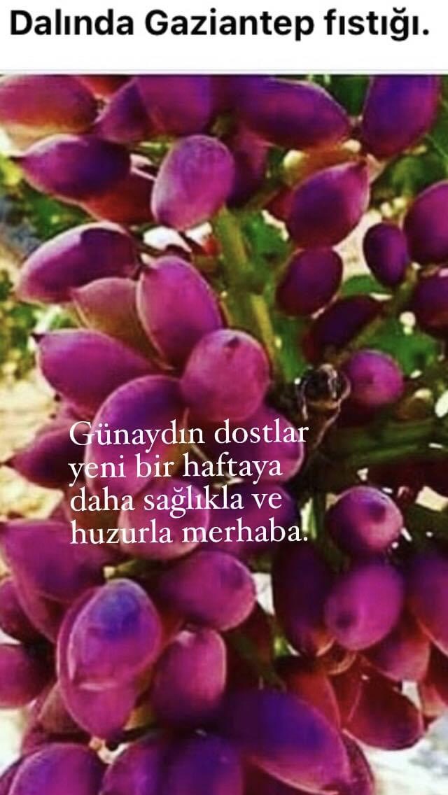 Ali Sevimlisoy (@sevimlisoyali) on Twitter photo 