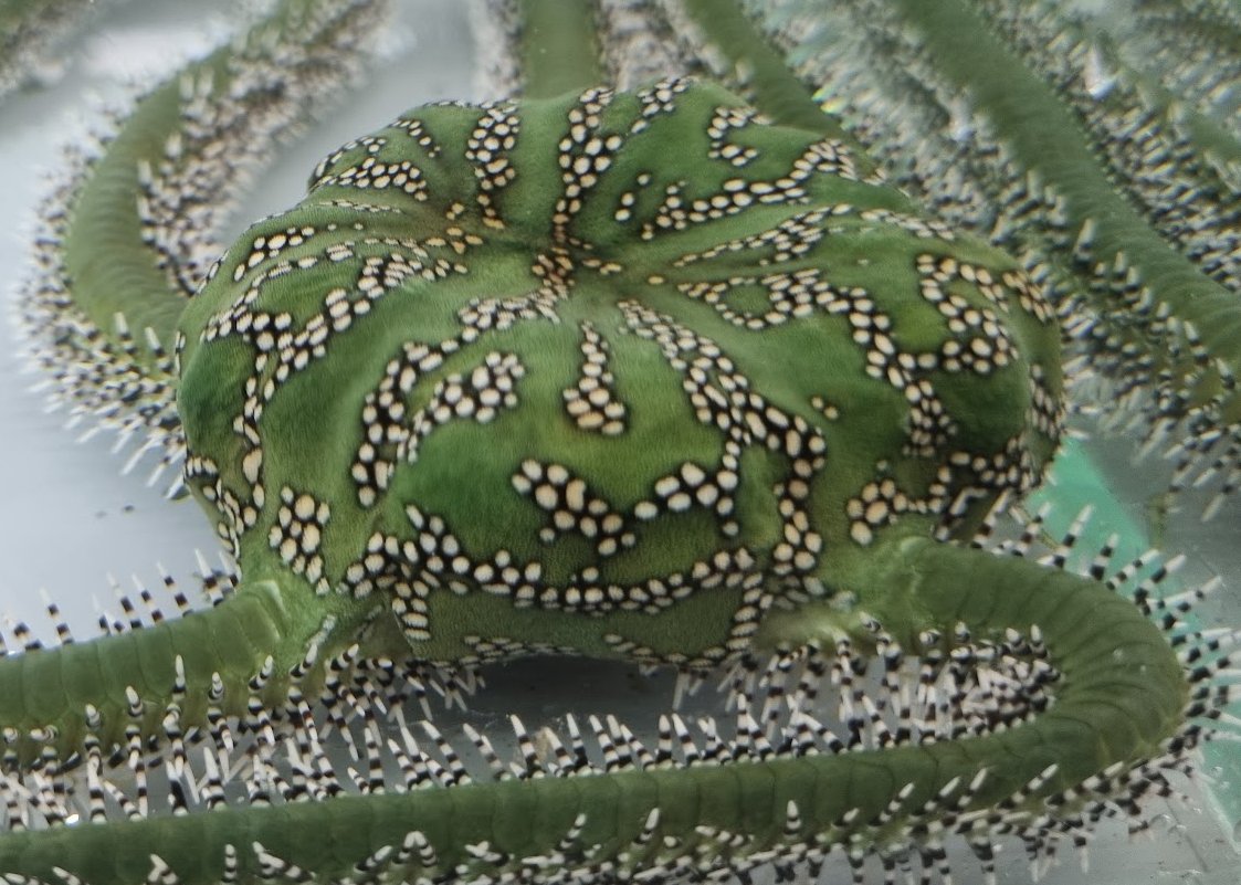 Super cool marine animals in the #echinoderm practical today @jcu on the #invertebrate biology course #marineinvertebrates are amazing @qldmuseum @MTQ_Townsville