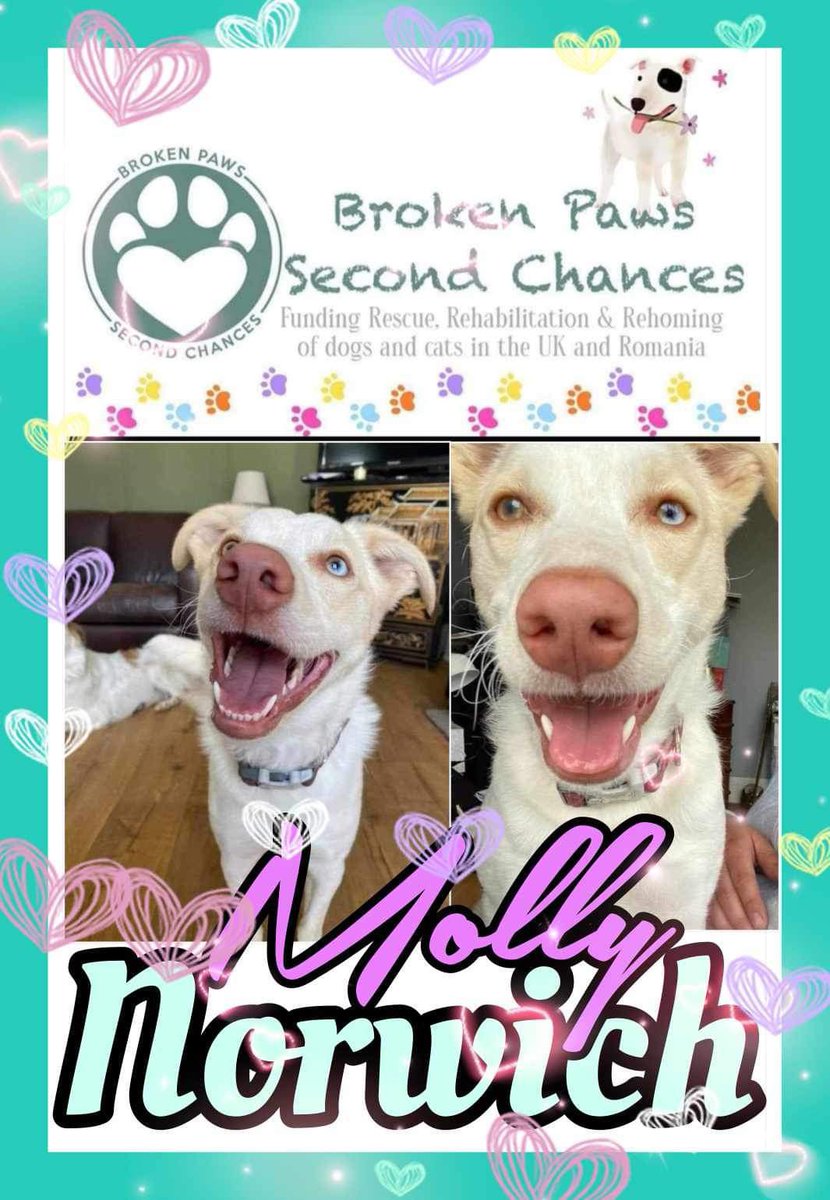 BrokenPawsSC's tweet photo. Molly looking for a foster or adopt 
#adoptadog #rescue #bluesyedmolly 
#AdoptDontShop #urgentfoster https://t.co/VYOrtCE69r