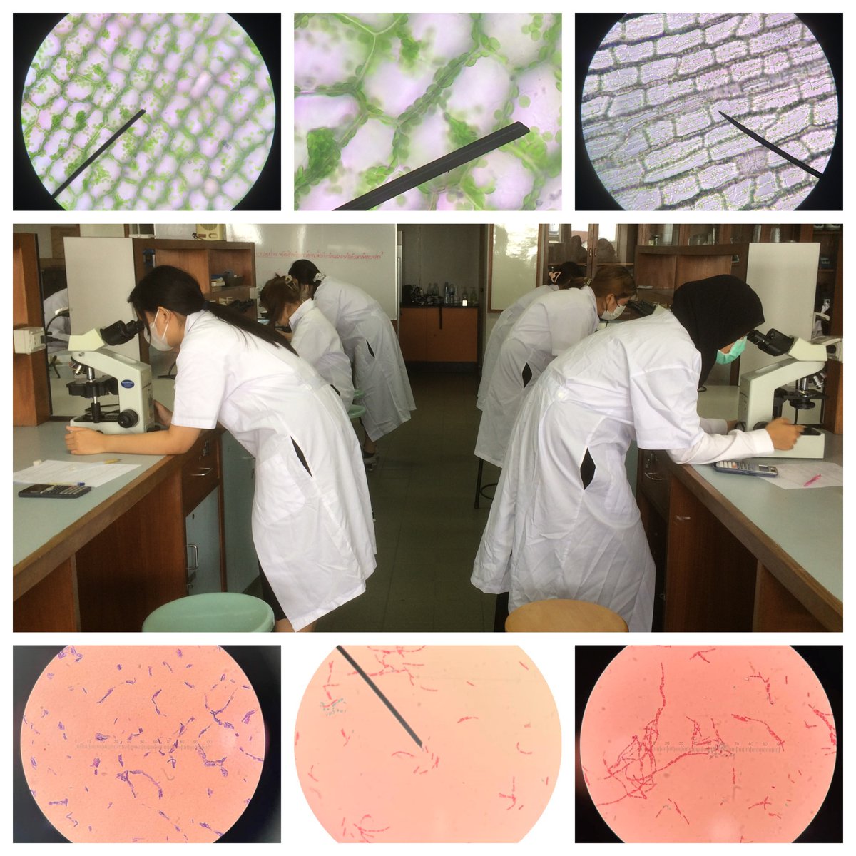 ส่งท้าย #สัปดาห์สอบ #MidtermExam กับการ #สอบปฏิบัติวิชา Fundamental Biology และ Principles of Microbiology ของเด็กๆ #FTKMUTNB #หลักสูตรวิศวกรรมเครื่องแกง #foodscience #foodsci #มจพ  มาดูว่าพวกเขาเห็นอะไรใต้ #กล้องจุลทรรศน์ ที่ #KMUTNB เราเน้นทั้งทฤษฎี+ปฏิบัติ #learningbydoing