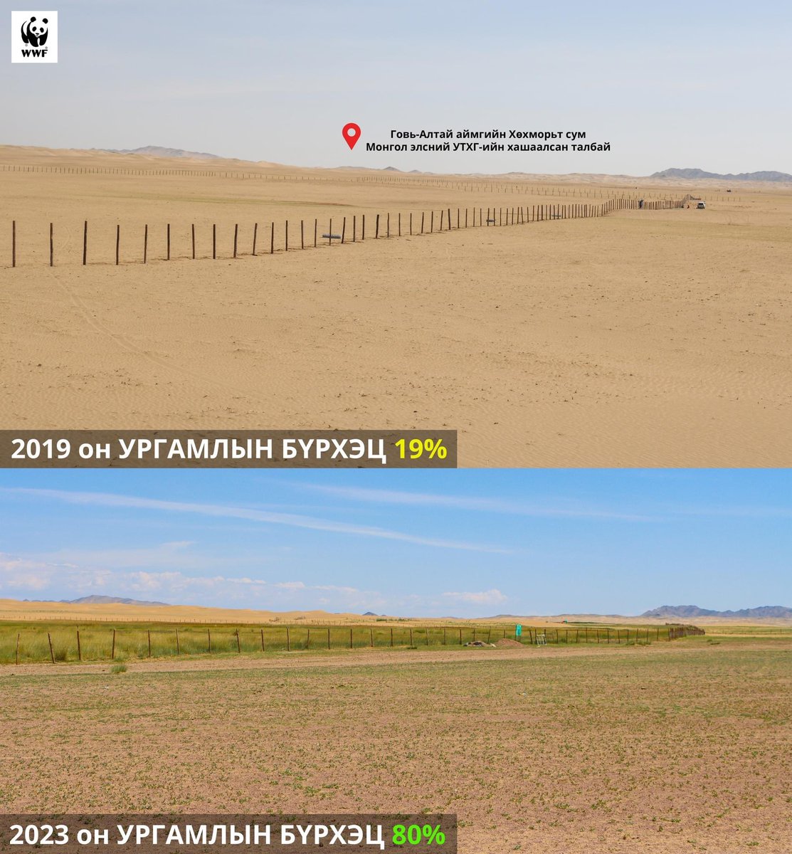 👆 Та 5 жилийн өмнөх ба одоог харьцуулсан зургийг харж байна. 
Монгол элсний УТХГ-тай хамтран элсний нүүдлээс хамгаалах хашаа татсанаар байгалийн ургамал өөрөөрөө сэргэн ургаж 5 жилийн өмнө 19-хэн хувьтай байсан ургамлын бүрхэц 80% болжээ. 👍👍👍
#WWFMongolia  #ASER