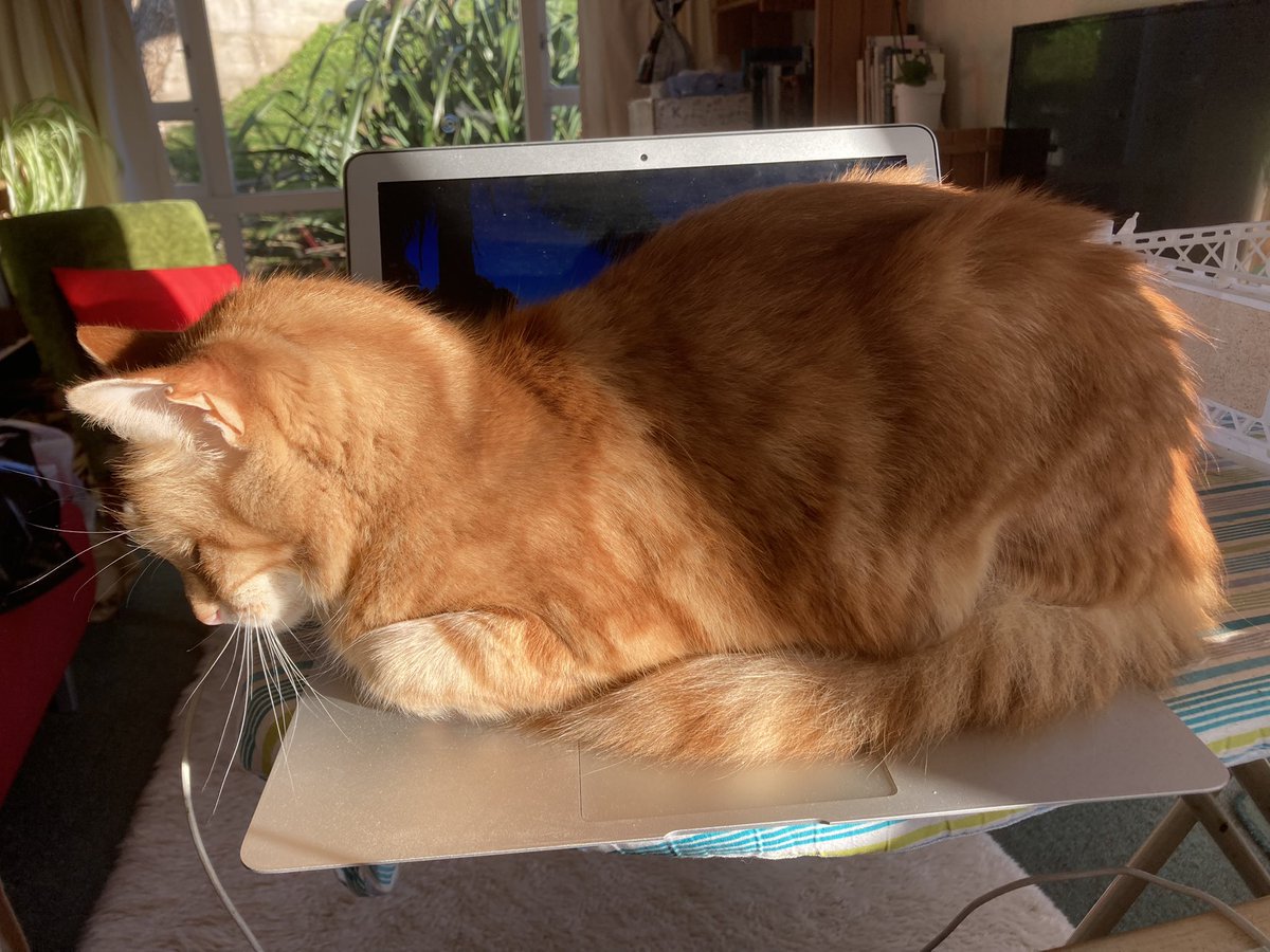 FelineGourmet's tweet photo. Raising my #kittyloafmonday Ginger loaf on a nice warm laptop πΉπΉπΉ
#solarpoweredcat βοΈ
#catsoftwitter https://t.co/QNRuj0Hdky