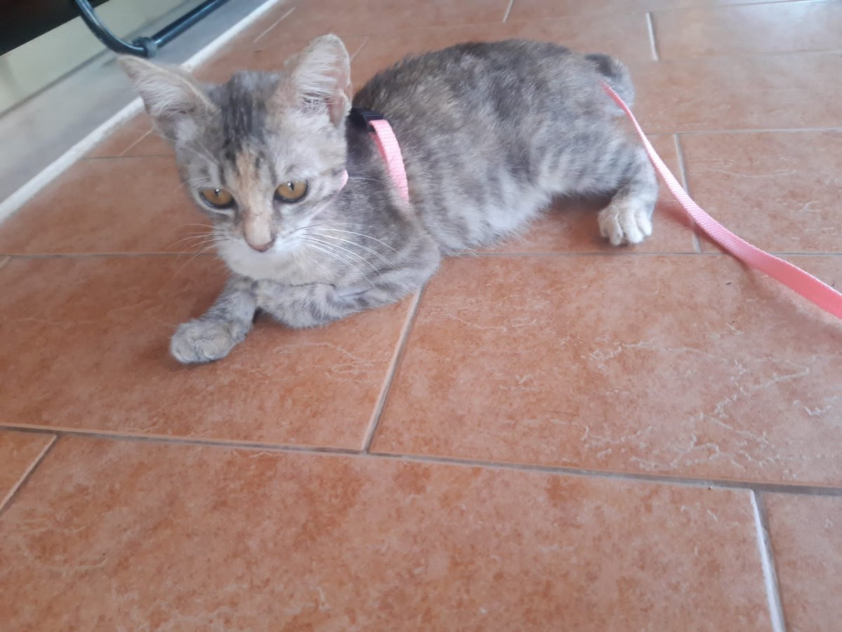 Luca_15_5's tweet photo. Adozione del cuore ❤️
Margot, splendida femminuccia di tre mesi, sorda 🥺 
Sverminata , fara' il vaccino tra 15 gg
La sua disabilita' non le impedisce una grande vivacita' 🥰
Chi sara' il primo a darle una casetta ? 🏡😍
Si trova a S. Severo ( FG)
Per info  Anna 327 475 2748 https://t.co/apYA1T8Q9a