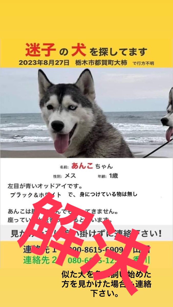 kno_lw's tweet photo. 【お知らせ】あんこ確保しました！

都賀町の深沢公民館付近の山中にて確保。ずっと山中に居たようです。
泥まみれですが怪我もなく無事帰ってきました。

拡散して下さり気にかけてくださった皆様方、公的機関の皆様方、誠にありがとうございました🥹

#迷子犬 #保護 #シベリアンハスキー  #栃木県 https://t.co/Mq06Lr2ytp