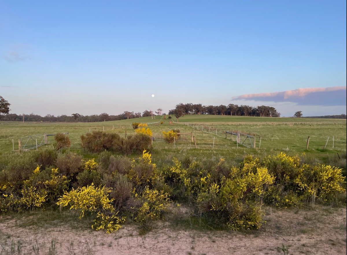 This is a good example of a direct-seeding site. Notice the connectivity between the roadside vegetation and the hilltop. The benefits of creating these corridors include the cover they provide for small, native birds to move through the landscape.
