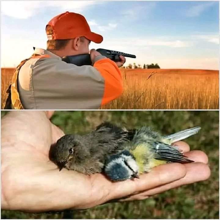 doctormabuse18's tweet image. Questa è la #caccia, questi sono i #cacciatori. Chi ha ucciso #Amarena è un #cacciatore. Gente senz&apos;anima.