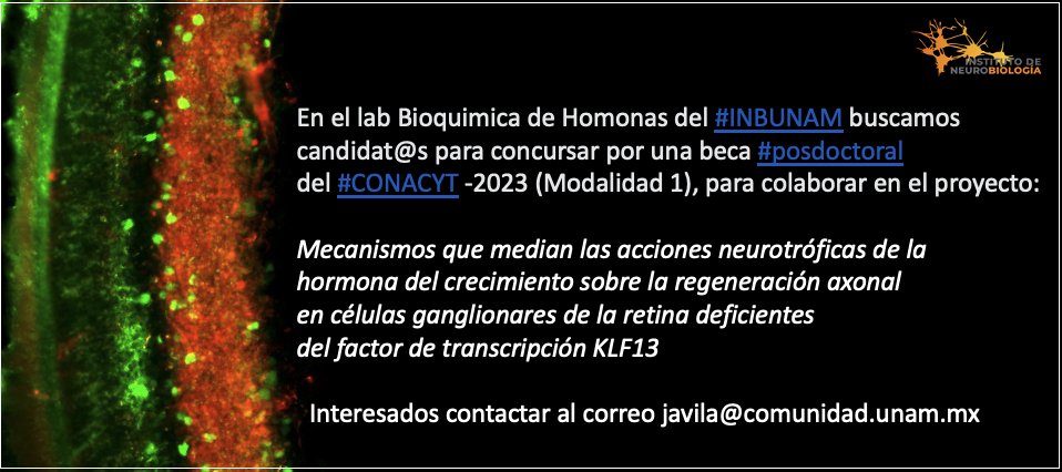 En el lab Bioquimica de Homonas del #INBUNAM buscamos candidat@s para concursar por una beca #posdoctoral del #CONACYT -2023 (Modalidad 1)