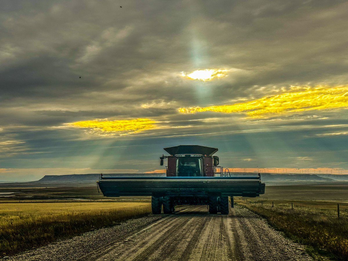KWInsuranceMT's tweet image. We’ll harvest is still rolling along (and may be till October with the flax flowering again 😂) but at least we are getting some pretty photo ops 😊 #montana #harvest23