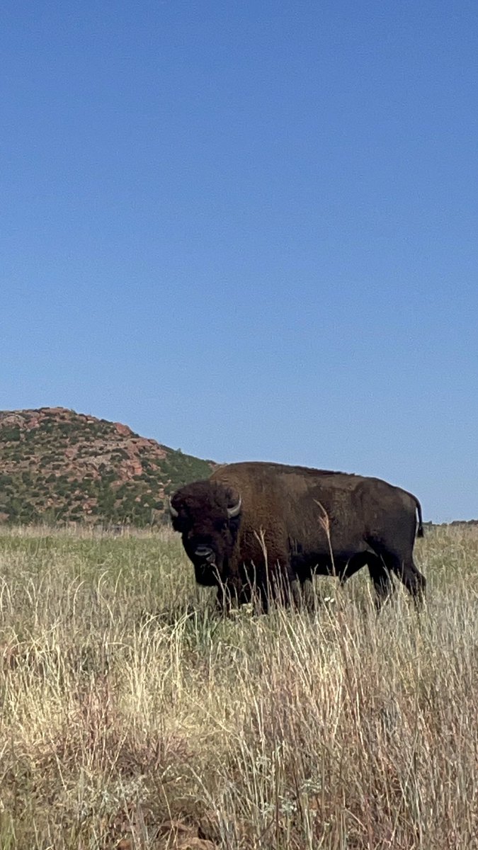 mpranchhand's tweet photo. Spent a beautiful morning yesterday hiking with the boys at the @WildLifeRefuge. They’ve definitely received some of the good rain recently that missed us further East. https://t.co/aetsiZgOmS