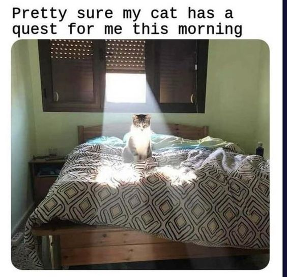 WholesomeMeme's tweet photo. https://t.co/9TtJwtjAoc