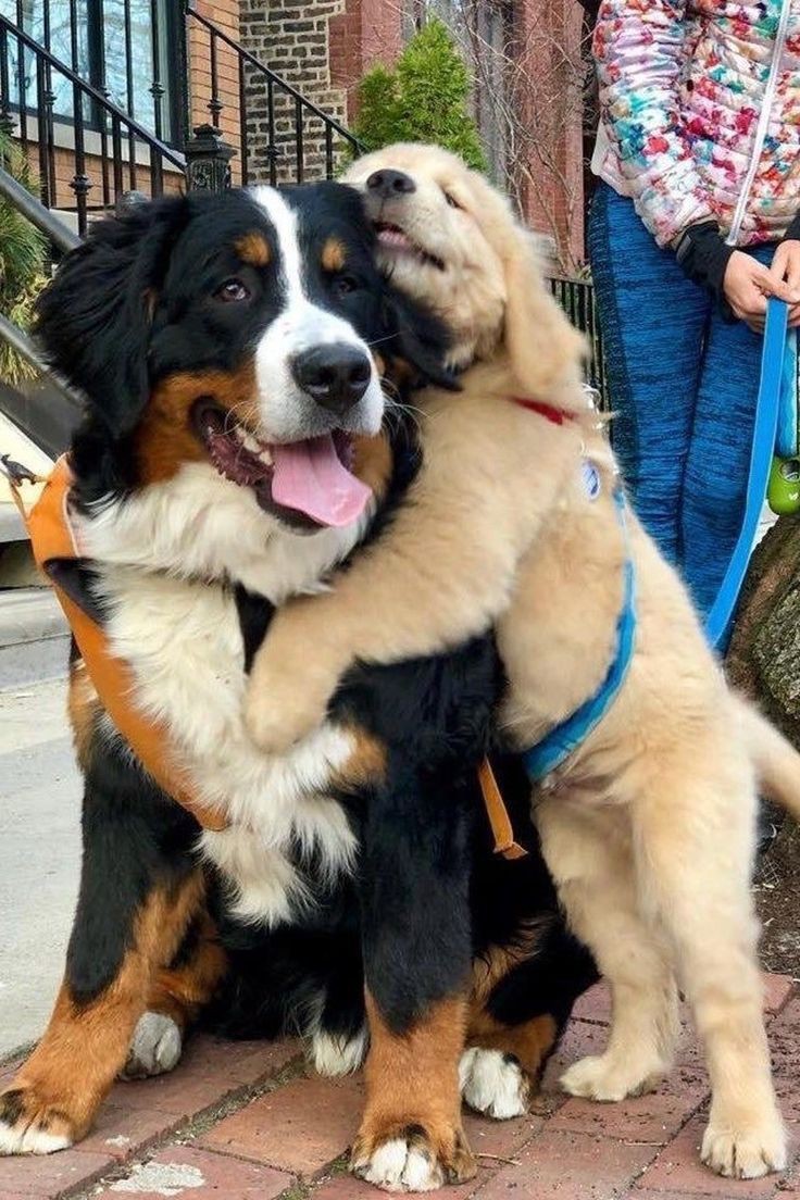 A। Good friends