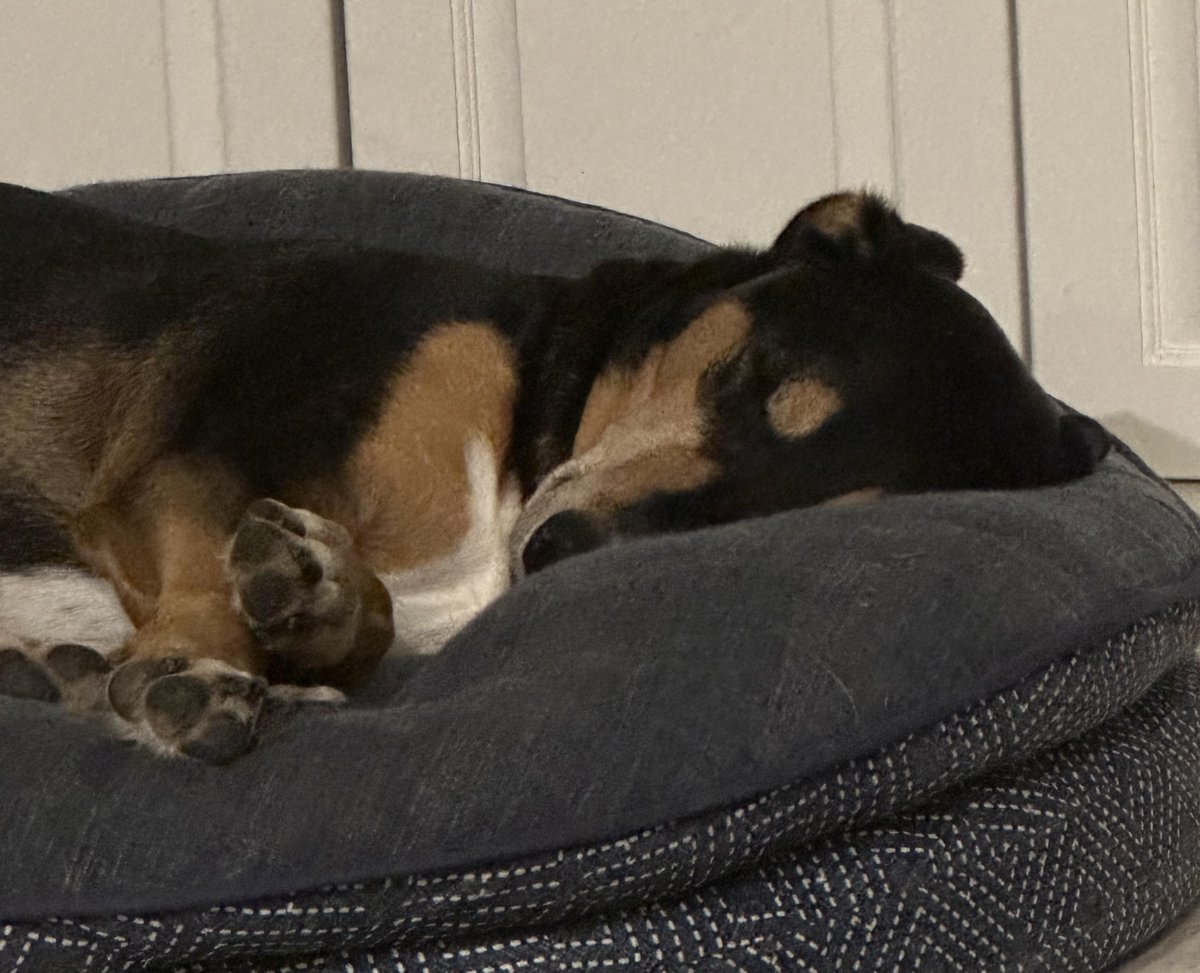 JoeYoursTruly's tweet photo. This #PCC5 was just incredible! Seeing how exciting these competitive matches play out makes me excited to see how @PredPCC will continue to grow and the huge potential in the competitive scene for @PredecessorGame!
For now, it's time to get some good sleep with the doggos 😁 https://t.co/s1Macp4mQz