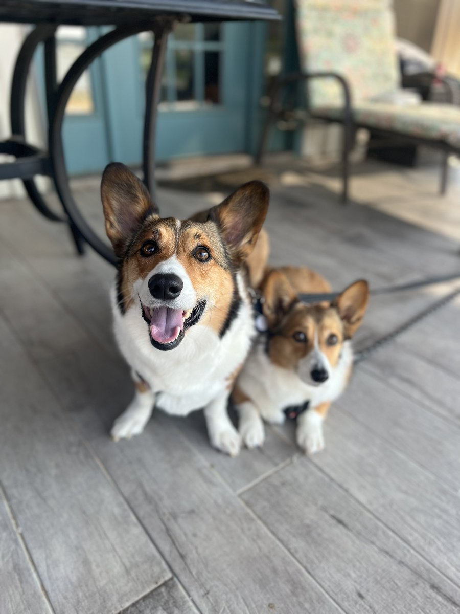 A long weekend at the lake with my favorite humans and favorite dogs is good for the soul.