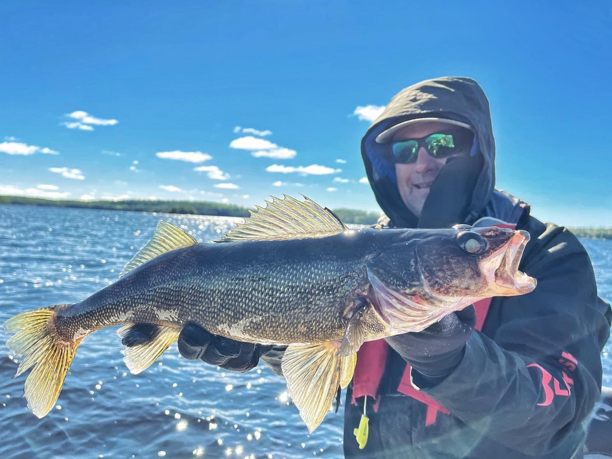 In the fall, the big fish seem to be a step behind the small fish and cooling temps drive the patterns.  The fall fishing often gets better as water temps drop.  So in other words… this ninety degree stuff can go away! #fish #walleye