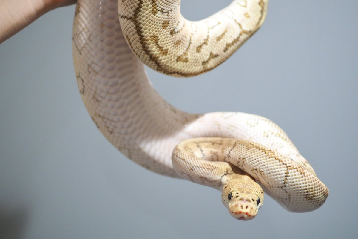 体重測定の時に撮ったやつ
ばちばち緊張しとる