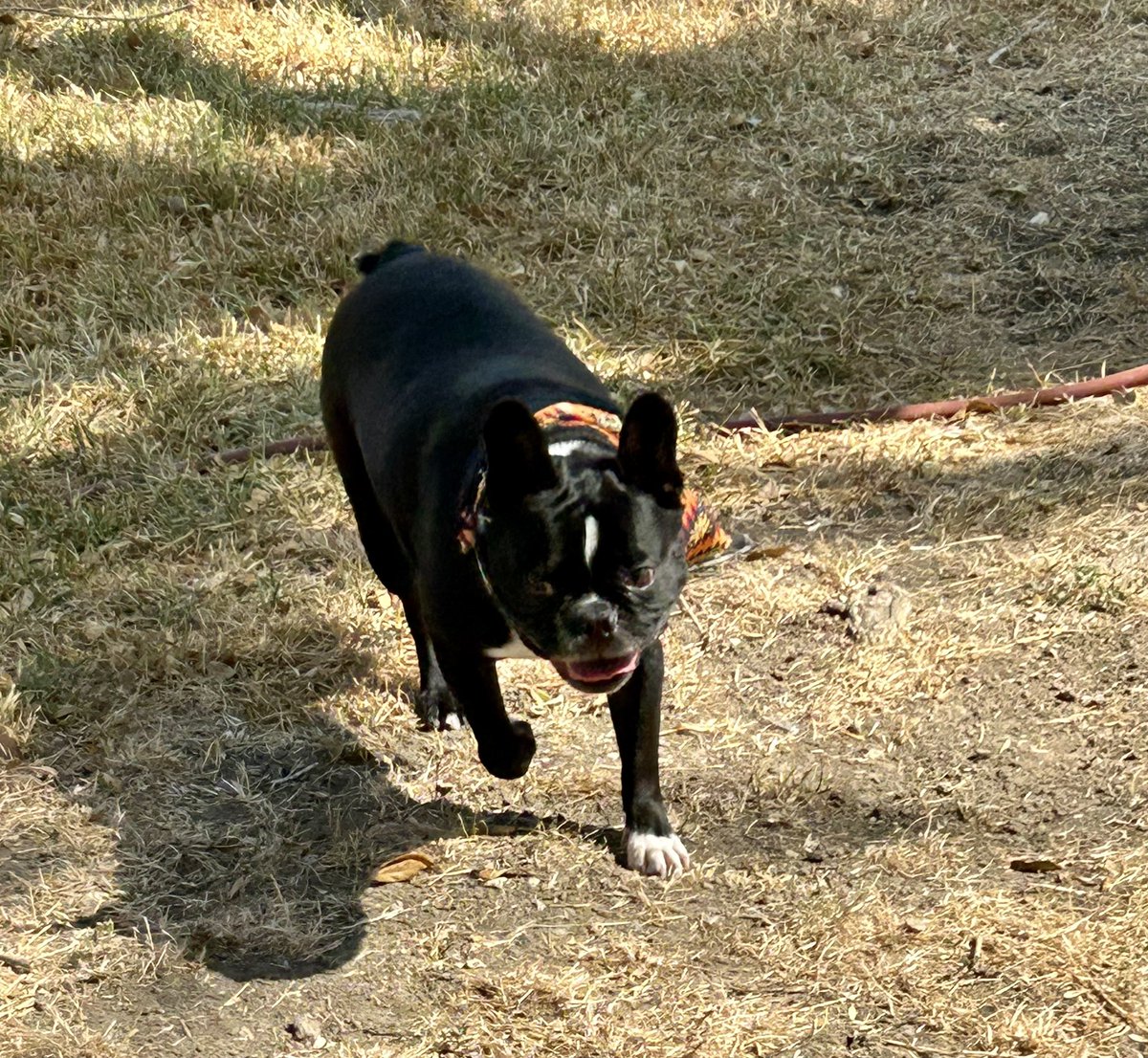 HocktheHam's tweet photo. I got to share a 3’ chew and some play time outside today ! Happy Sunday. #dogsoftwitter https://t.co/2URYoDX6TS