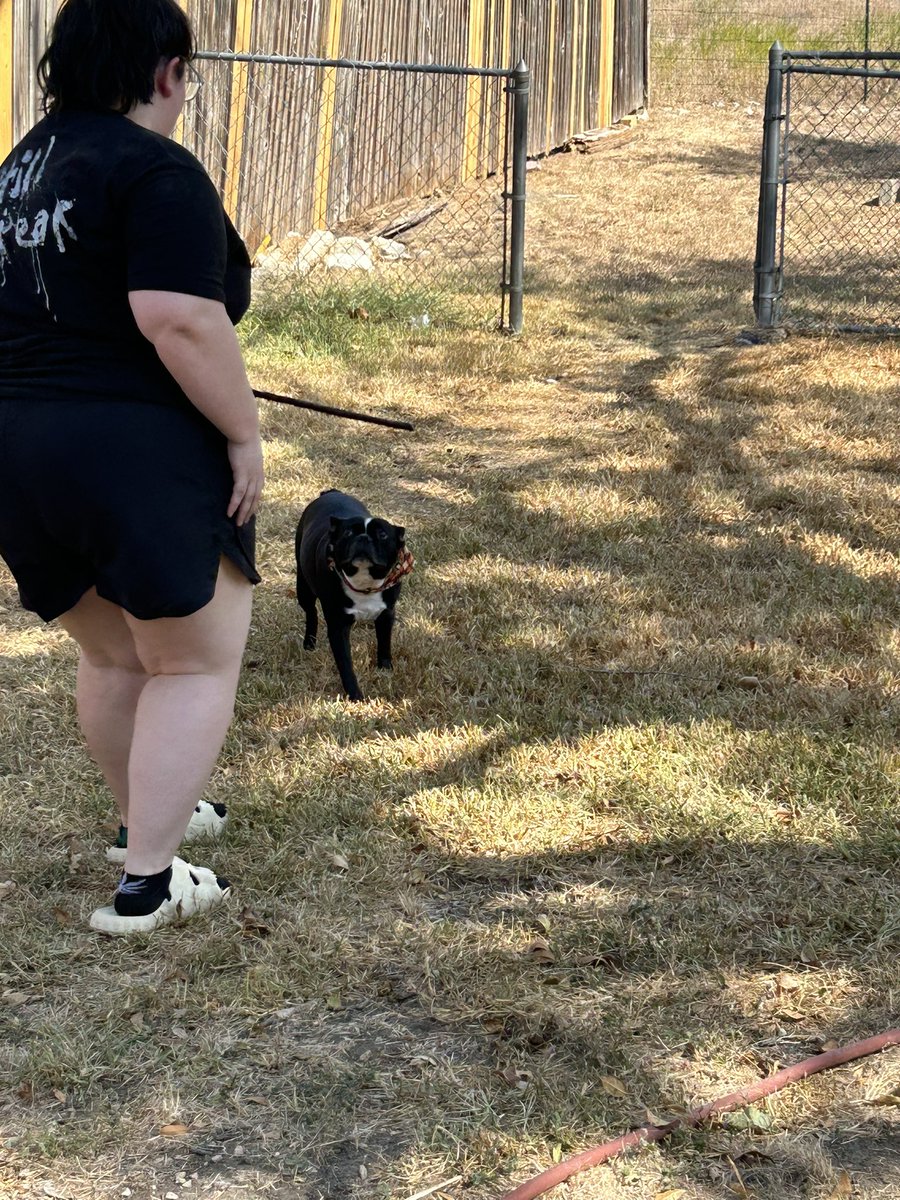 HocktheHam's tweet photo. I got to share a 3’ chew and some play time outside today ! Happy Sunday. #dogsoftwitter https://t.co/2URYoDX6TS
