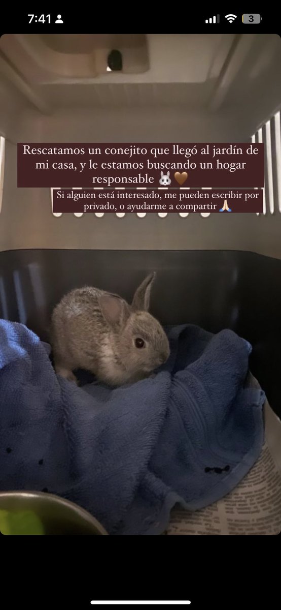 laucchavarriaa's tweet photo. Hola!! Le estoy buscando un hogar responsable a este conejito precioso 🐰🤎 si alguien está interesado, me puede escribir 😊 

También les agradezco un RT 🙏🏻 https://t.co/wRJgAoVu98