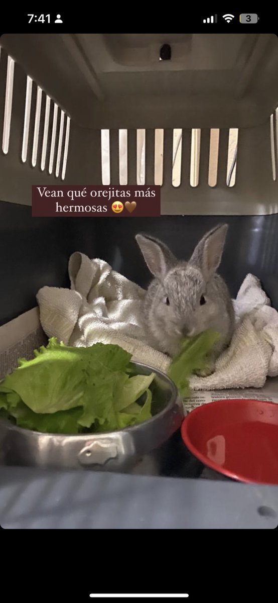 laucchavarriaa's tweet photo. Hola!! Le estoy buscando un hogar responsable a este conejito precioso 🐰🤎 si alguien está interesado, me puede escribir 😊 

También les agradezco un RT 🙏🏻 https://t.co/wRJgAoVu98