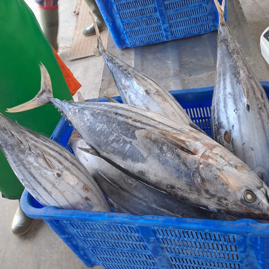 BKIPMPelutkdi's tweet photo. Jenis dan jumlah frozen fish yang akan dilalulintaskan yaitu Ikan Cakalang dan Baby Tuna sebanyak 18 Ton
@BKIPMKendari https://t.co/3R4llkaWNS