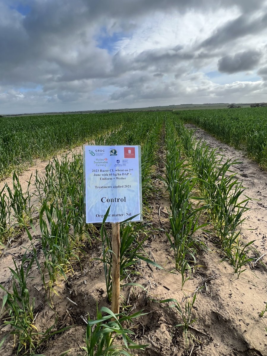 MsfMallee's tweet image. @GRDCSouth panel on the go this morning. Checking out young husband deep ripping trial with @McbeathTherese @CSIRO showing local trials in our region! #bowhill Future to look at feeding ripped paddocks and how long does ripping last? Trial showing + responses in its 3rd yr!