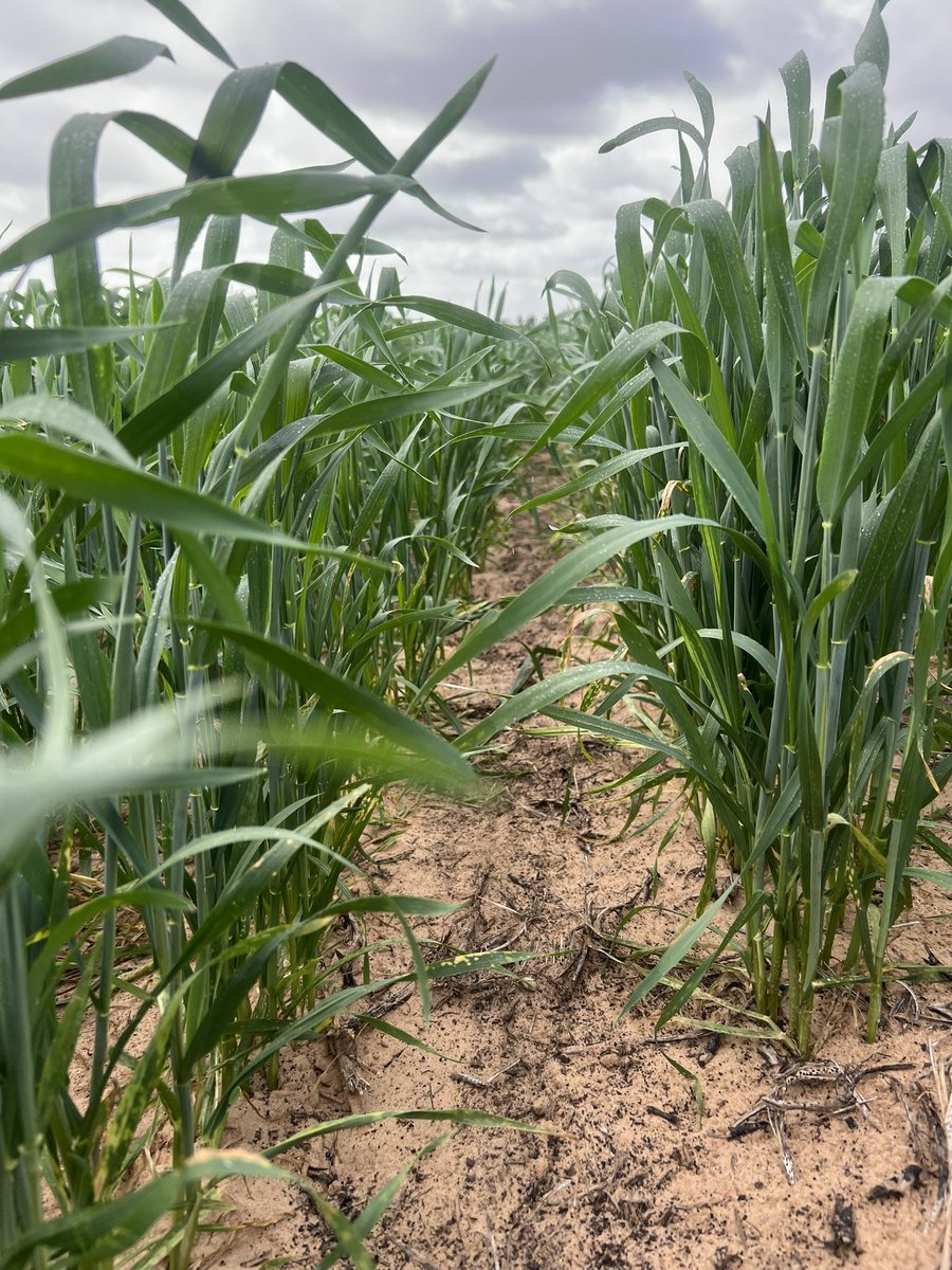MsfMallee's tweet image. @GRDCSouth panel on the go this morning. Checking out young husband deep ripping trial with @McbeathTherese @CSIRO showing local trials in our region! #bowhill Future to look at feeding ripped paddocks and how long does ripping last? Trial showing + responses in its 3rd yr!