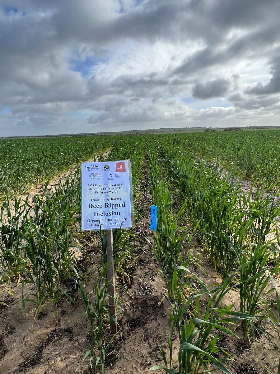MsfMallee's tweet image. @GRDCSouth panel on the go this morning. Checking out young husband deep ripping trial with @McbeathTherese @CSIRO showing local trials in our region! #bowhill Future to look at feeding ripped paddocks and how long does ripping last? Trial showing + responses in its 3rd yr!