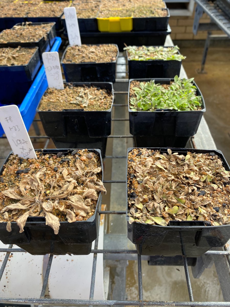 Different speed of kill of 3 group G/14 products (different g ai/ha as well) of fleabane.  Resistant - isolated few plants - fried already by all of them (left), sensitive (right).
Top os Reflex 750ml, middle Terrad’or 20g, bottom Voraxor 200ml. 1%  Hasten used for all.  6DAT.