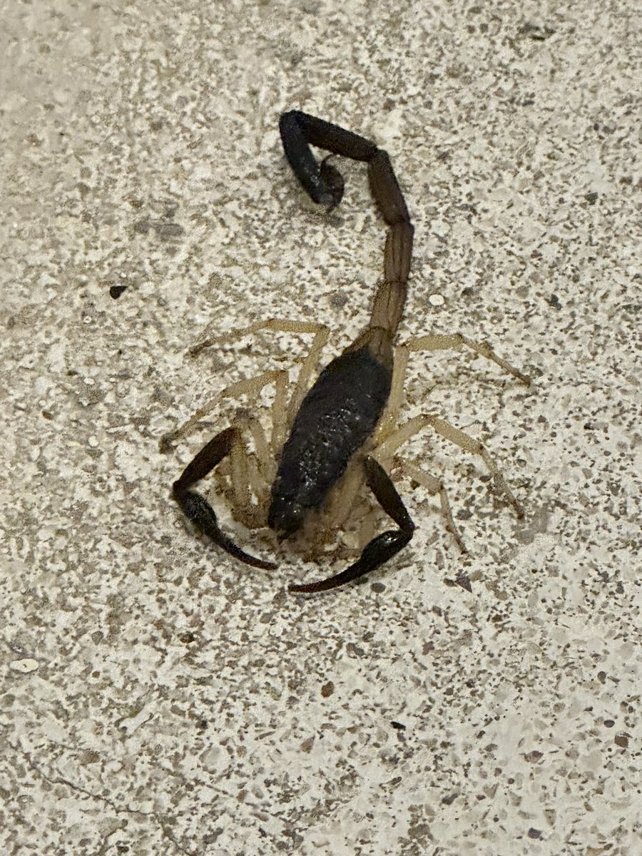 Mick_Casta's tweet photo. Hola @Arachno_Cosas me podrías ayudar con esta especie? https://t.co/B3HjO9hqa0